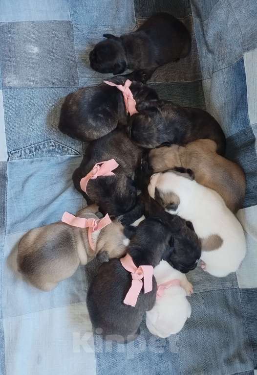 Собаки в Раменском: Щенки французского бульдога  Девочка, 20 000 руб. - фото 2