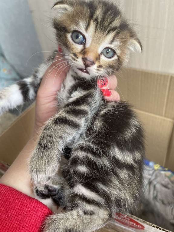 Кошки в Сибае: Котята шотландцы Девочка, 5 000 руб. - фото 5