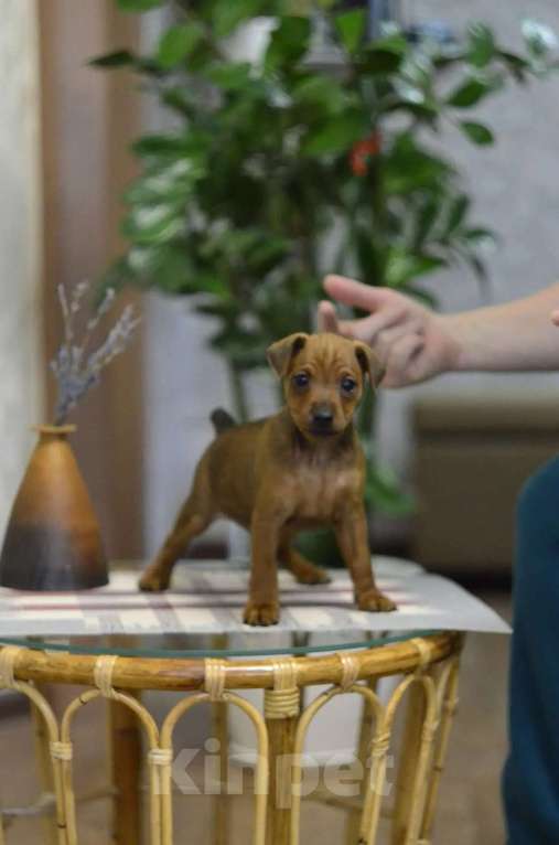 Собаки в Россоши: цвергпинчер щенок Мальчик, 30 000 руб. - фото 2