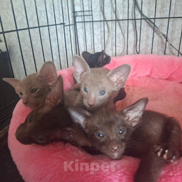 Кошки в Саратове: Ориентальные котята Девочка, 25 000 руб. - фото 1