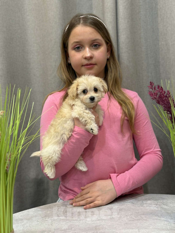 Собаки в Москве: Мальтипу девочка 2 Девочка, 180 000 руб. - фото 10