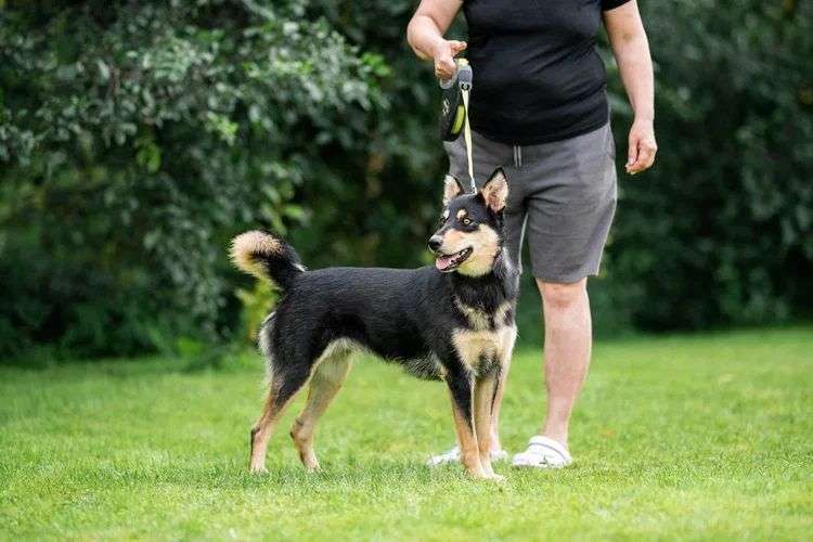 Собаки в Москве: Собака нормально ходить не будет Девочка, Бесплатно - фото 2
