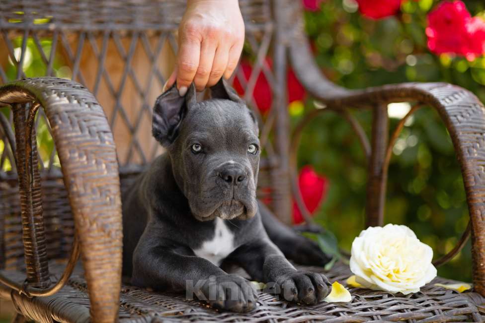 Собаки в Краснодаре: Щенки Кане корсо  Мальчик, Бесплатно - фото 4