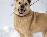 Собаки в других городах Пермского края: Не пес, а звезда! Мальчик, Бесплатно - фото 3