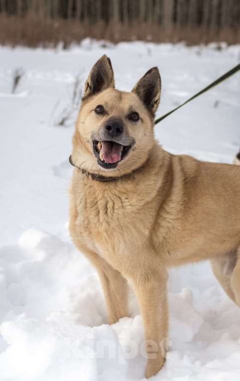 Собаки в других городах Пермского края: Не пес, а звезда! Мальчик, Бесплатно - фото 3