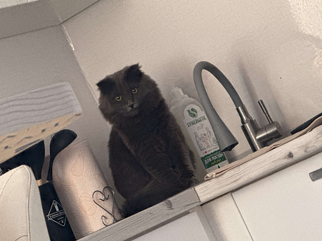 Отдам в хорошие руки