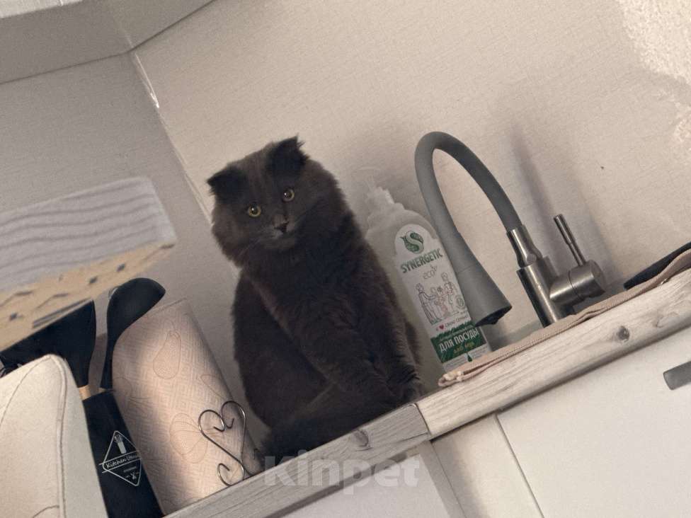 Кошки в Тюмени: Отдам в хорошие руки Мальчик, Бесплатно - фото 1