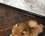 Собаки в Томске: Щенок померанского шпица  Мальчик, 30 000 руб. - фото 3