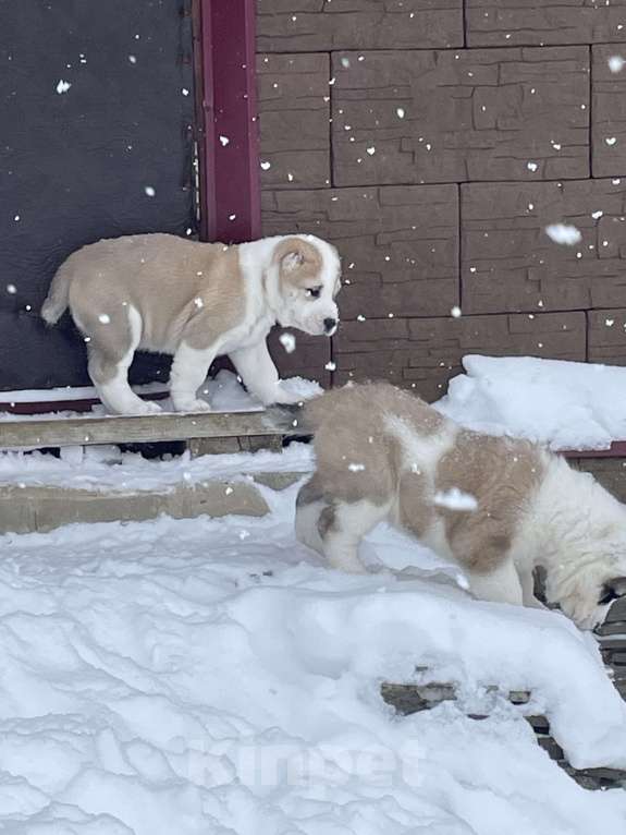 Собаки в Москве: Алабай, щенок, среднеазиатская овчарка Мальчик, Бесплатно - фото 2