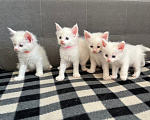 Кошки в Томске: Котята Мейн-кун Разнополые, 15 000 руб. - фото 1
