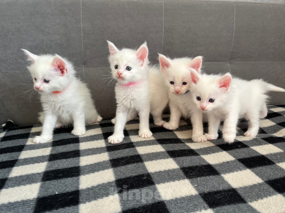 Кошки в Томске: Котята Мейн-кун Разнополые, 15 000 руб. - фото 1