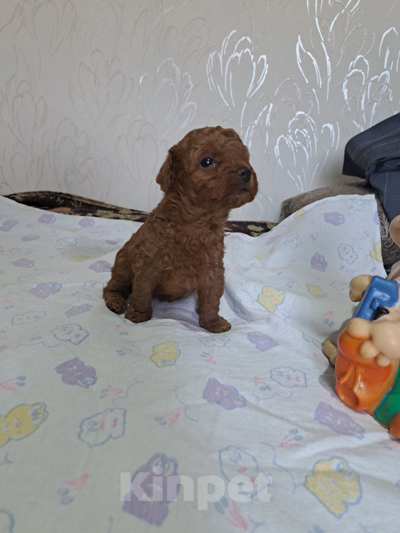 Собаки в Щелково: Той-пудель Девочка, 75 000 руб. - фото 1