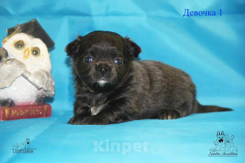 Собаки в Москве: Щенки чихуахуа Мальчик, Бесплатно - фото 7