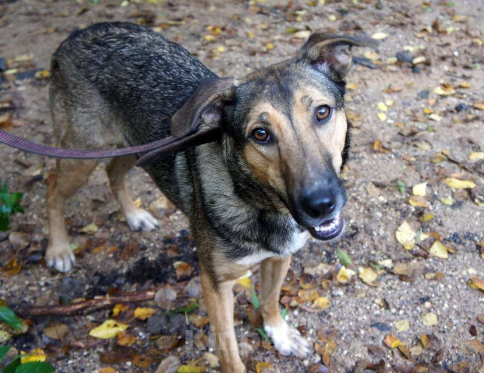 Собаки в Москве: Любава Девочка, Бесплатно - фото 2