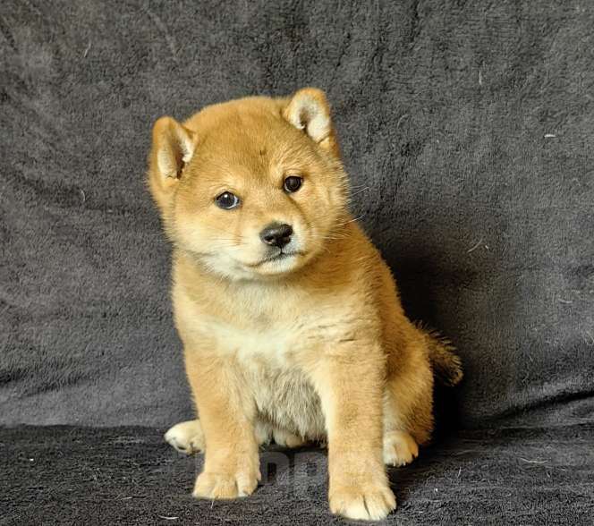 Собаки в Москве: Сиба ину. Девочка Девочка, 60 000 руб. - фото 4