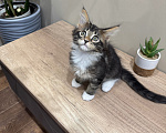 Кошки в Ростове-на-Дону: Котята Мальчик, 25 000 руб. - фото 3