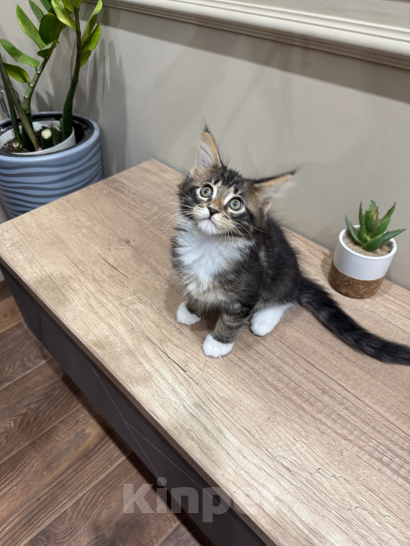 Кошки в Ростове-на-Дону: Котята Мальчик, 25 000 руб. - фото 3