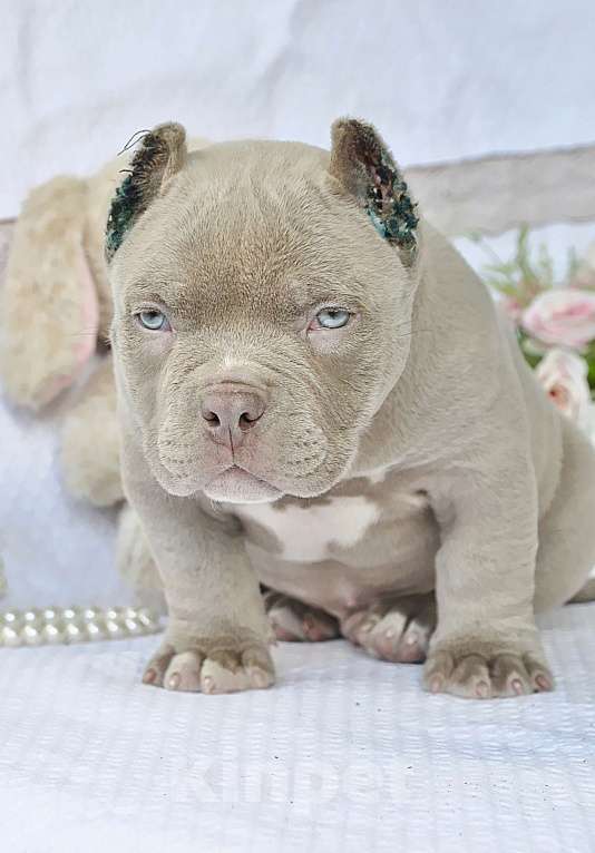 Собаки в Москве: Мажор Мальчик, 150 000 руб. - фото 3