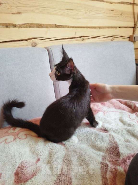 Кошки в Чите: Котенок мейнкун Мальчик, 35 000 руб. - фото 7