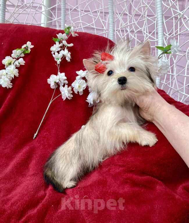 Собаки в Москве: Золотой йорк голддаст мини девочка Девочка, 60 000 руб. - фото 8