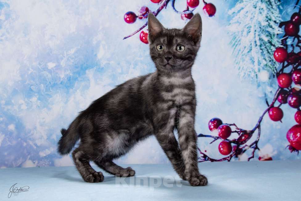 Кошки в Москве: Бугатти Девочка, 55 000 руб. - фото 5