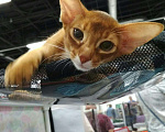 Кошки в Балашихе: Абиссинские котята, кошки, 60 000 руб. - фото 3