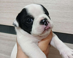 Собаки в Глазове: Продаются щенки французского бульдога Девочка, 25 000 руб. - фото 2