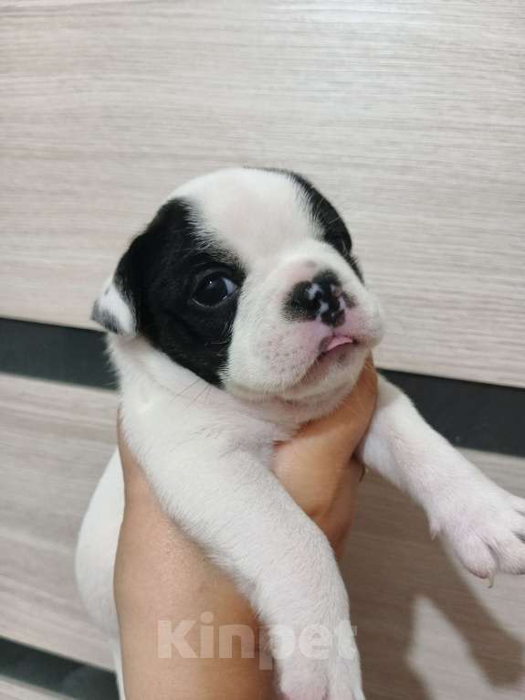 Собаки в Глазове: Продаются щенки французского бульдога Девочка, 25 000 руб. - фото 2