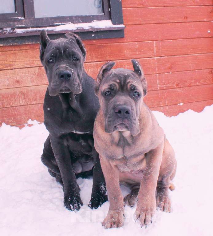 Собаки в Вологде: Кане корсо. Подрастают девчёнки Девочка, 70 000 руб. - фото 9