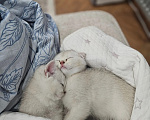 Кошки в Казани: котята шотландские вислоухие Мальчик, Бесплатно - фото 1
