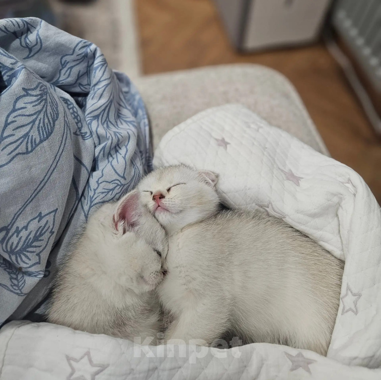 Кошки в Казани: котята шотландские вислоухие Мальчик, Бесплатно - фото 1