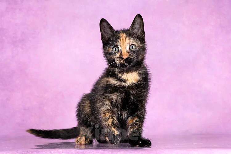 Кошки в Москве: Кото-девочки Ницу и Трес, ласковые солнышки в добрые руки Девочка, 10 руб. - фото 3