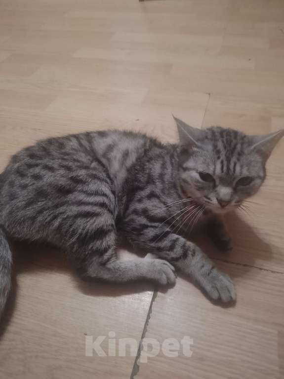 Кошки в Кирове: Объявление одаëм  две кошки и два катëнка в добрые руки Девочка, Бесплатно - фото 2