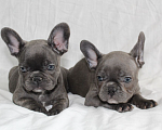 Собаки в Тольятти: Продам щенков Французов Девочка, 35 000 руб. - фото 2