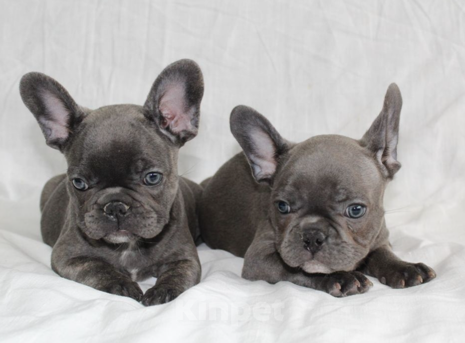 Собаки в Тольятти: Продам щенков Французов Девочка, 35 000 руб. - фото 2