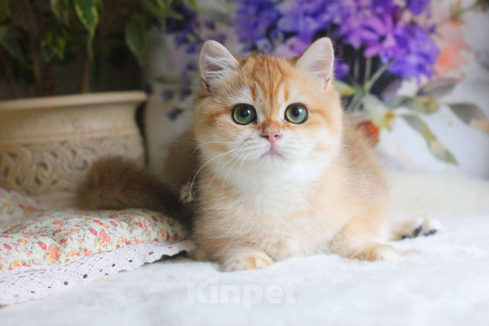 Кошки в Москве: Золотая британская шиншилла девочка Девочка, 70 000 руб. - фото 7
