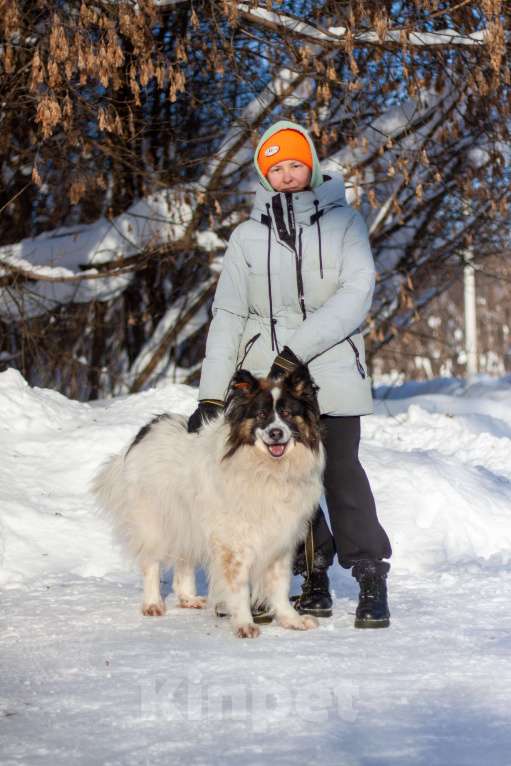 Собаки в Балашихе: Тейлор папильон XXL Мальчик, Бесплатно - фото 2