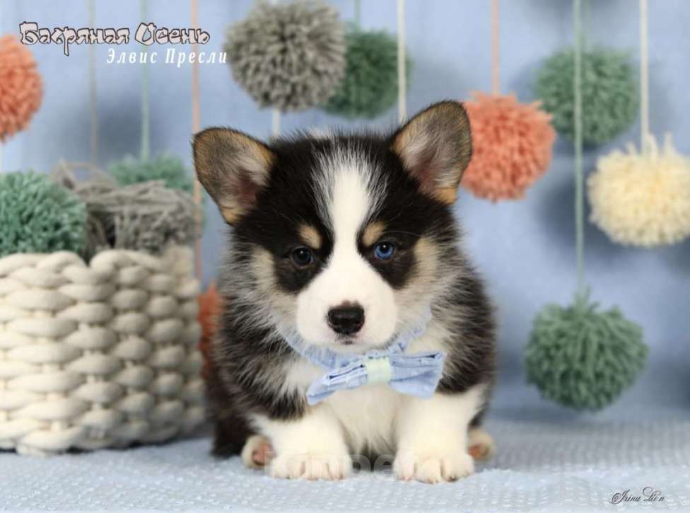 Собаки в Москве: Чакибусенок #1 с самым очаровательным «браком» - гетерохромное чудо, для всеобщего обожания Мальчик, Бесплатно - фото 5