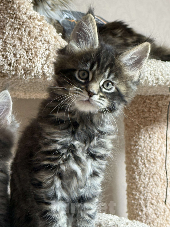 Кошки в Новосибирске: Котики Мейкун  Мальчик, 50 000 руб. - фото 3