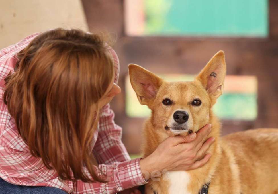 Собаки в Москве: Рыжая маленькая лисичка Фокси в добрые руки Девочка, 1 руб. - фото 1