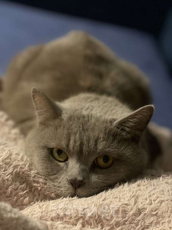 Кошки в Новосибирске: Отдам кота в добрые руки  Мальчик, Бесплатно - фото 2