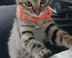 Кошки в Севастополе: Отдам в хорошие руки очень ласковую кошечку!!!! Девочка, Бесплатно - фото 3