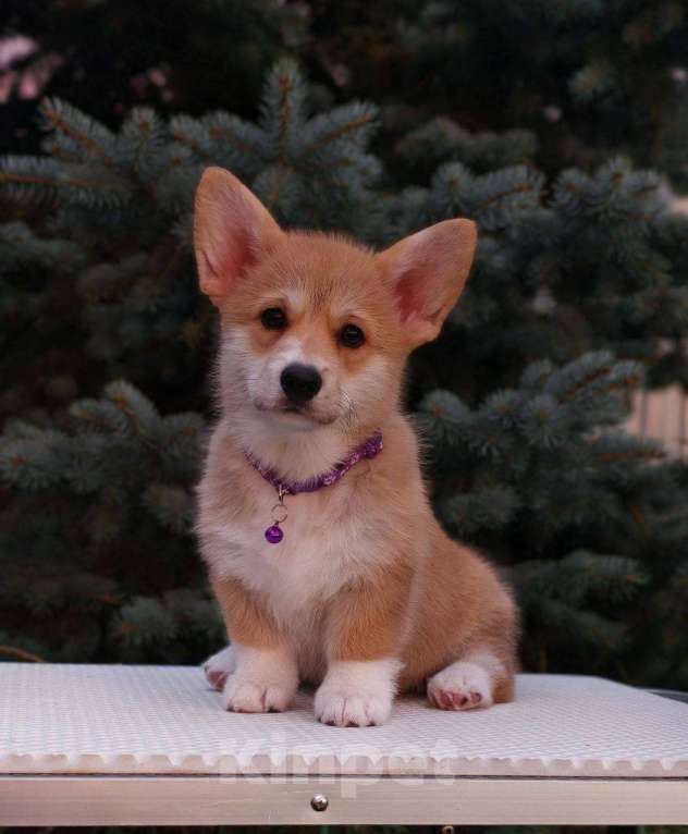 Собаки в Ковровом: Продам щенка  Девочка, 40 000 руб. - фото 1