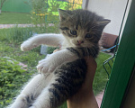 Кошки в других городах Краснодарского края: котенок от британской кошки Мальчик, 1 500 руб. - фото 1