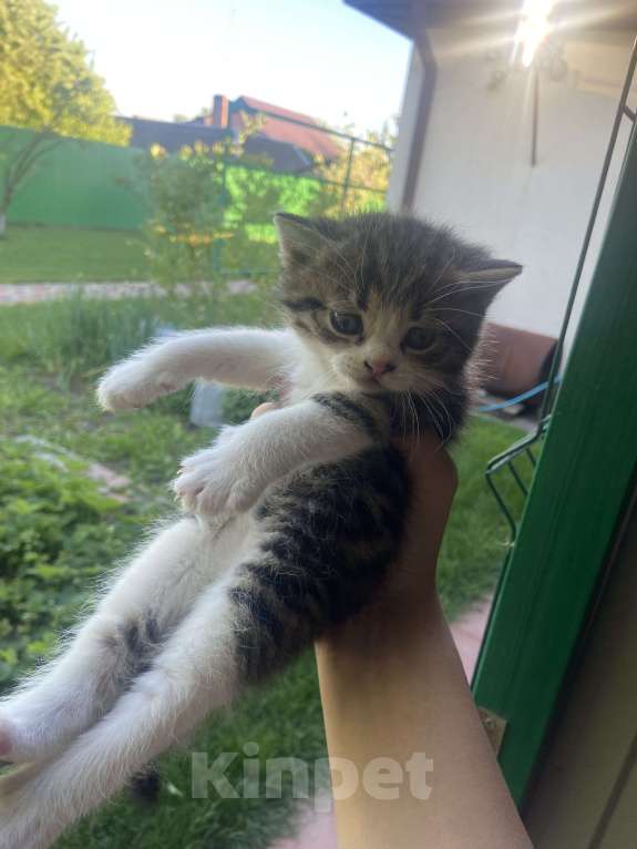 Кошки в других городах Краснодарского края: котенок от британской кошки Мальчик, 1 500 руб. - фото 1
