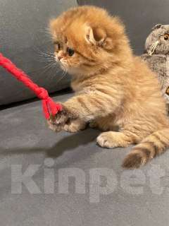 Кошки в Екатеринбурге: Шотландский вислоухий котенок Мальчик, 25 000 руб. - фото 2