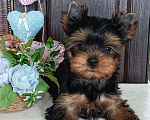 Собаки в других городах Свердловской области: Йоркширский терьер щенок Девочка, 65 000 руб. - фото 1