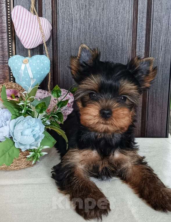 Собаки в других городах Свердловской области: Йоркширский терьер щенок Девочка, 65 000 руб. - фото 1