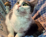 Кошки в Санкт-Петербурге: Ищет дом игривый Сёма Мальчик, Бесплатно - фото 4