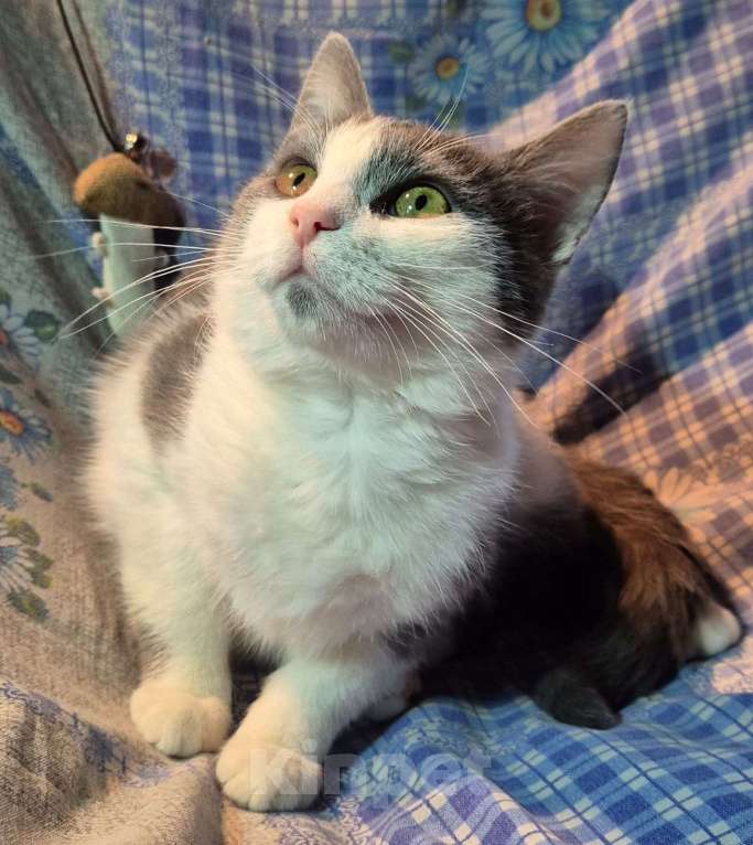 Кошки в Санкт-Петербурге: Ищет дом игривый Сёма Мальчик, Бесплатно - фото 4